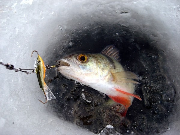 Бизнес-идея: доставка рыбаков до места зимней рыбалки
